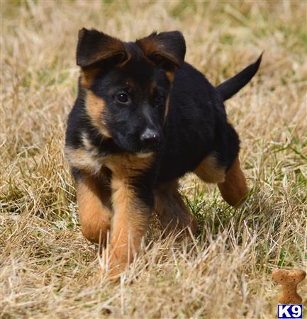 blueridgelanegsd Picture 1